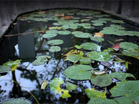 澳洲幸运5 App QR Code